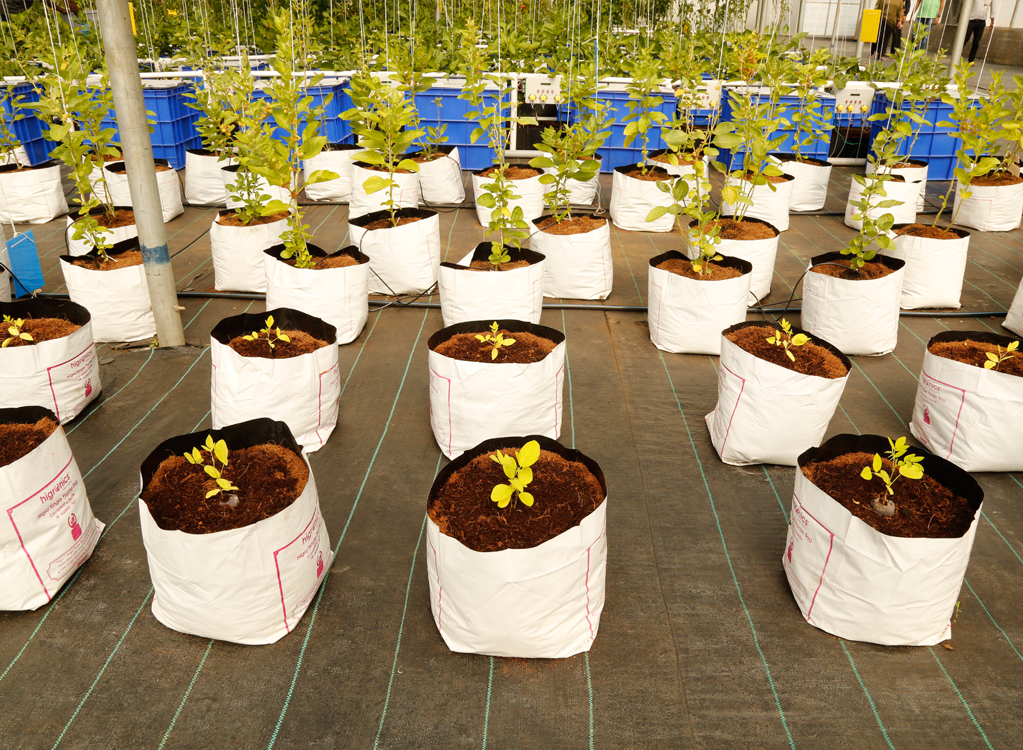 Horticulture